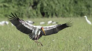 Field Research Gorongosa National Park [upl. by Meriel]