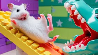 🐹 Hamster vs Pop It maze for pets 🐹 Escape in the Best Hamster Challenges 95 [upl. by Ebarta]