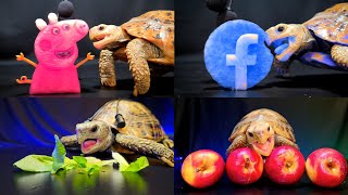 Best ASMR Mukbang Eating Food for Sleep ✨ Turtle Tortoise [upl. by Annaj]