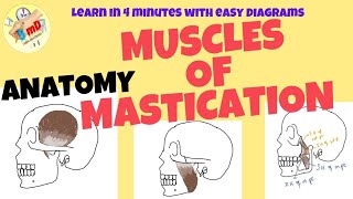 Muscles of Mastication  ANATOMY  Easy notes for exam and Viva [upl. by Nitsu]