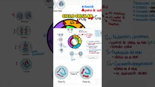 🧬 Ciclo Celular  Resumen de Histología Ross 📚 [upl. by Siva]