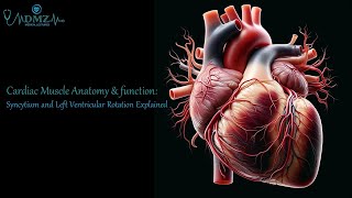 Cardiac Muscle Structure amp Function Syncytium and Left Ventricular Rotation Explained [upl. by Dnomder]