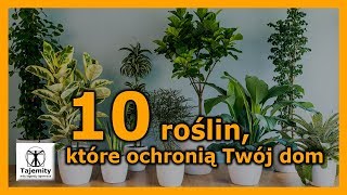 10 roślin które ochronią Twój dom [upl. by Ellehcar]