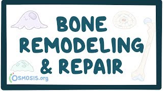 Bone remodeling and repair [upl. by Ahseetal]