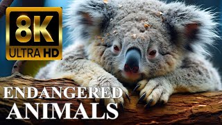 ENDANGERED ANIMALS 8K ULTRA HD with Names and Sounds [upl. by Hax]