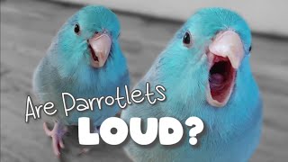 Are Parrotlets LOUD Parrot Talking Sounds Forpus Bird Parrotlets As Pets ฟอพัส [upl. by Ihtak]