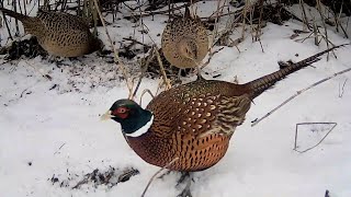 Pheasants looking for food under the snow Winter [upl. by Alexina179]