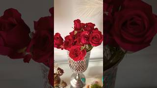 RED ROSES COLLECTIONS shortvideo garden rosegarden englishroses [upl. by Lipp967]