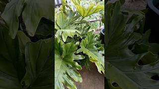 Variegated monestera plant👌❤️ shortyoutubeshortvideo [upl. by Asylem]