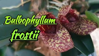 Bulbophyllum frostii Первое цветение за долгий срокПочему [upl. by Fritts]