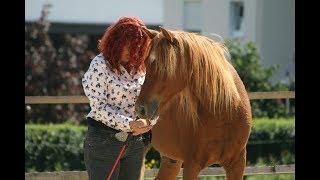 1 Audition 2011 Passed 2  Nicola amp Lucky Level 2 online Parelli audition Horsemanship Pferd [upl. by Enirok]