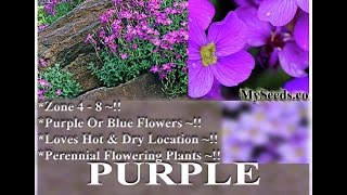 Purple Rockcress  Aubrieta deltoidea FLOWER SEEDS on wwwMySeedsCo [upl. by Grote350]