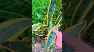 Free मैं उगाए Snake plant Grow snake plant from Cutting shorts snakeplant garden gardening [upl. by Adnorhs]