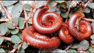 Millipedes 1millipede frog nature babyanimals [upl. by Collimore]