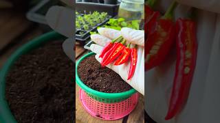 Grow Chilies in 7 Days  Easy Gardening Hack gardening chili nature [upl. by Atsirtal]