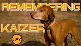 Remembering Kaizer the Vizsla of UnderFortyYards  RIP [upl. by Adohr]