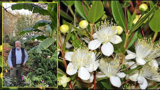 MYRTE ARBUSTE FLORIFÈRE AROMATIQUE ET COMESTIBLE POUR LES CLIMATS DOUX Le Quotidien du Jardin N°441 [upl. by Eikciv]