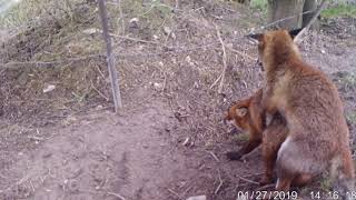 Fox dog mating with vixen [upl. by Nitsid]