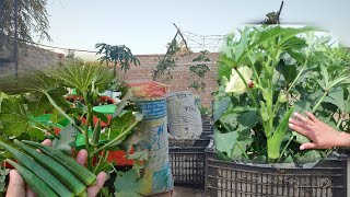 How to Grow Okra Plant in Containers or Raised Beds  Growing Okra Plant at Terrace Garden [upl. by Jervis]