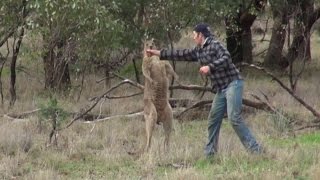 Why The Man Who Punched Kangaroo to Save His Dog Faces Backlash in Australia [upl. by Tebzil731]