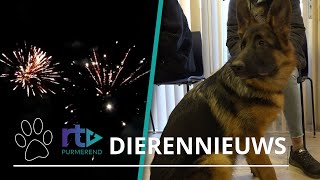 Angst voor vuurwerk bij dieren Het is niet alleen het geluid [upl. by Zetniuq]