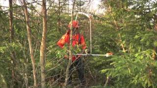 Backpack Chainsaw  new opportunities for forest spacing [upl. by Skiest]