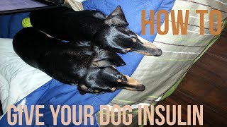 How To Give Your Dog an Insulin Injection Needle [upl. by Fernando]