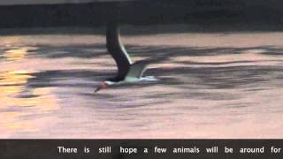 Black Skimmer bird feeds while in flight [upl. by Neely]