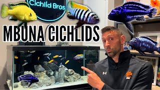 How to Keep Mbuna Cichlids  Care Guide amp Species Profile [upl. by Carolee719]