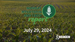 Monday Mycotoxin and Crop Report for July 29 2024 [upl. by Sonstrom279]