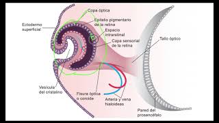 Desarrollo de la Retina Embriologia Ojo [upl. by Jez]