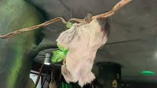 Sloth Feeding at London Zoo [upl. by Zillah]