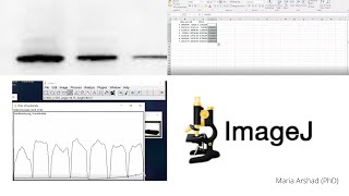 western blot Data analysis for protein quantification imagej Part 2 [upl. by Chrissa]