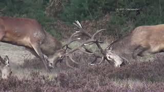 Burlende herten  bronsttijd 2017 Nat Park Hoge Veluwe [upl. by Kermit711]