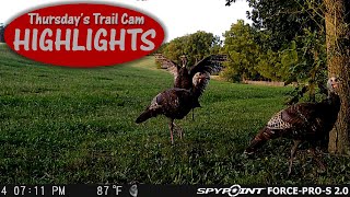 Coyote CHASES Turkeys Deer Run for their Lives Thursdays Trail Cam Highlights 82924 [upl. by Nessy903]