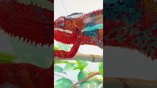 FULL COLOR CHAMELEON 🌈 camaleón camaleones chameleon reptiles colors [upl. by Innoj814]