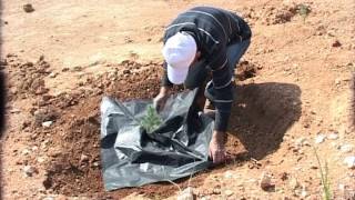 Lebanon Reforestation Initiative  Community commitment to sustainable reforestation in Lebanon [upl. by Emirej]