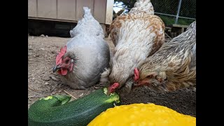 Safe Treats for Chickens and how to sprout lentils [upl. by Calabrese660]