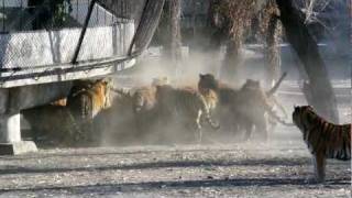 Siberian Tigers Being Fed Live Goat [upl. by Aman]