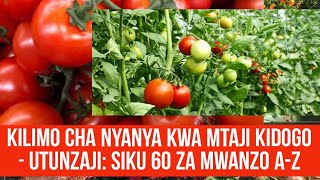 KILIMO CHA NYANYA KWA MTAJI KIDOGO PART 4 UTUNZAJI WA SHAMBA KWA SIKU 60 ZA MWANZO [upl. by Akemeuwkuhc]