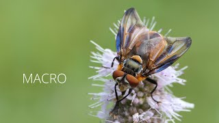 MACRO  Phasia hemiptera  Wanzenfliege  Lumix FZ2000  FZ2500  FZH1  Marumi DHG 3 Achromat [upl. by Fredericka]