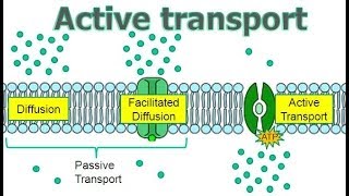 Active Transport [upl. by Thynne]