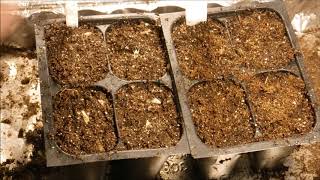 how to grow blanket flower from seed how to grow gaillardia flower from seed [upl. by Krakow425]