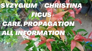 How to grow care and propagate Christina ficus  Syzygium plant  False Cinnamon plant  red robin [upl. by Dacey]