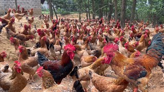 How to raise freerange chickens for meat and eggs [upl. by Jerrilee714]