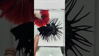 Type of betta fish 🐬🐋fishtanks bettafishtanks bettafish fishtanks fish guppyfish betta [upl. by Tabina]