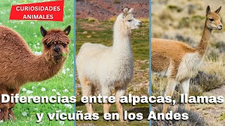 Diferencias entre ALPACAS LLAMAS y VICUÑAS en los ANDES [upl. by Skiba898]