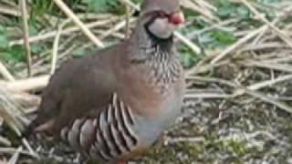 Redlegged Partridge [upl. by Ecertap]