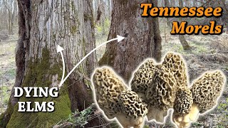 MOREL HUNTING IN TENNESSEE MARCH 2024  Yellows amp Elm Trees [upl. by Ailaza674]