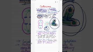 Centrosome shorts centrosome biology viralshorts [upl. by Arihsak]